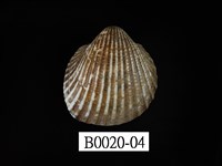 藏品(球蚶(球毛蚶))的圖片